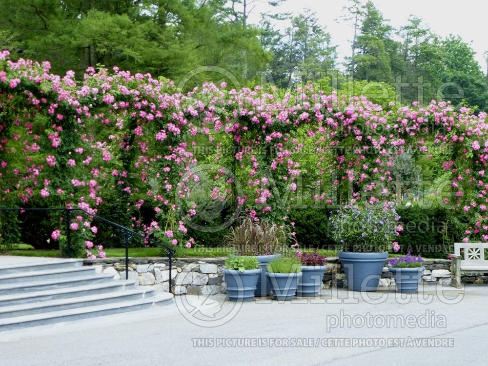 Rosa American Pillar (Rambler Rose) 2  