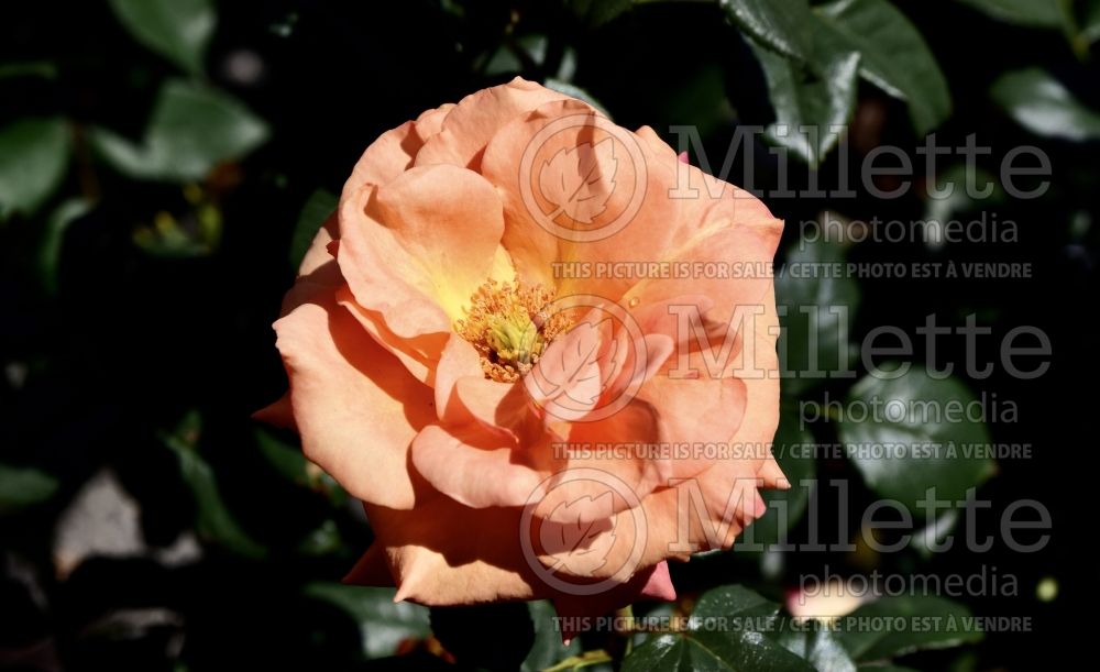 Rosa Anna's Promise (Grandiflora Rose) 3