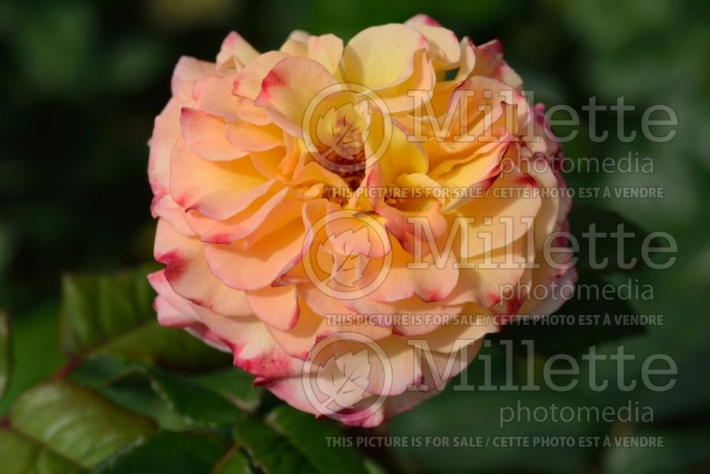 Rosa Aquarelle (Shrub Rose) 1 