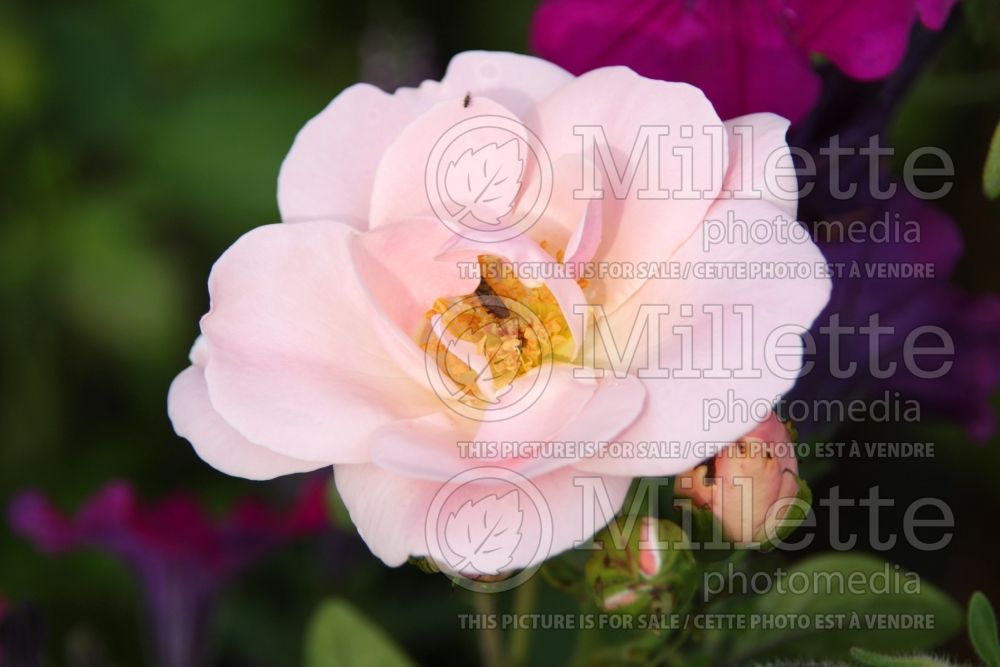 Rosa Astrid Lindgren (floribunda rose) 1 