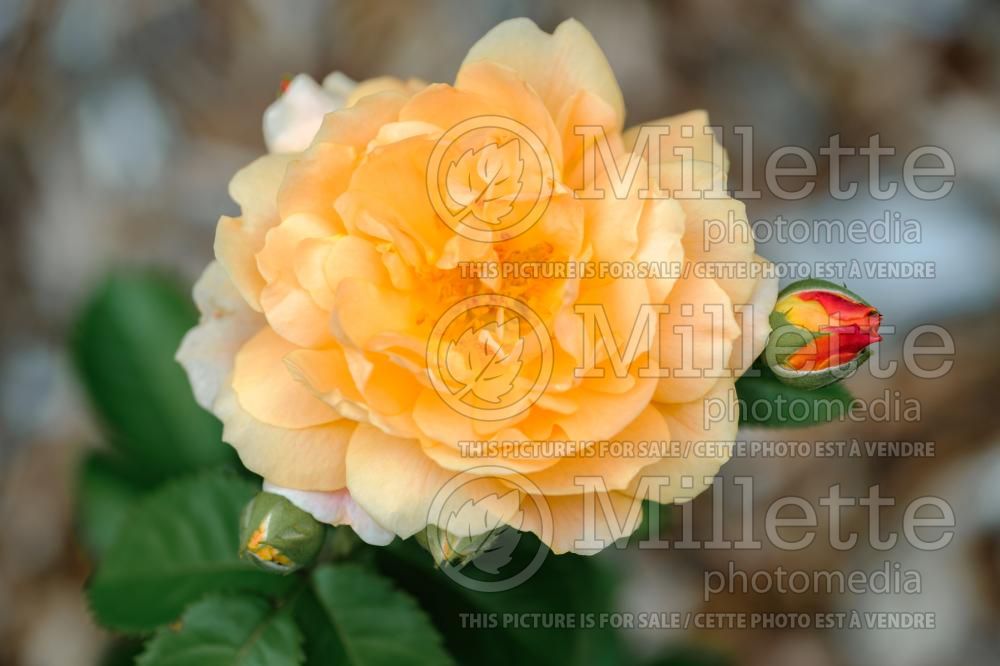 Rosa At Last (Rose rosier arbustif) 2
