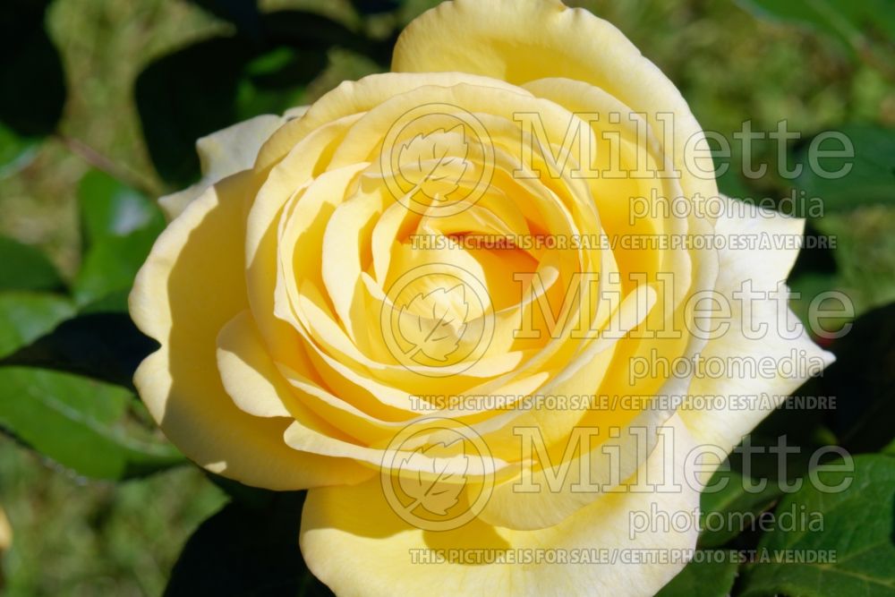 Rosa Avec Amour (Hybrid tea Rose) 1 