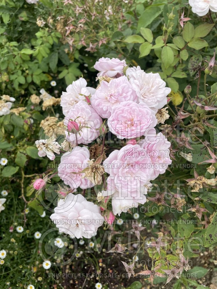 Rosa Belle Vichyssoise (climbing or shrub rose) 1 