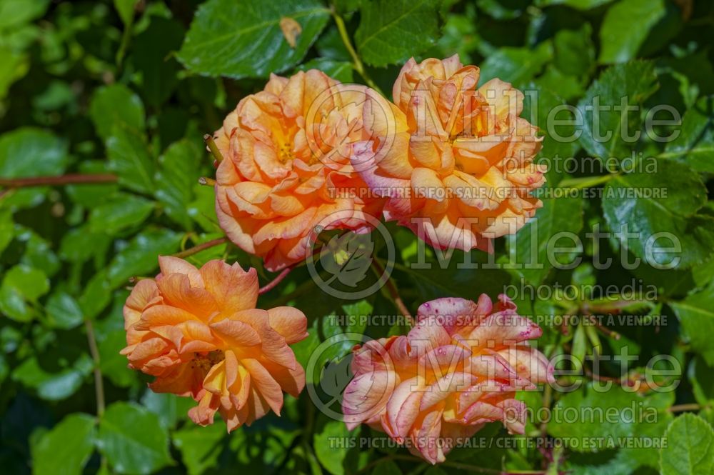 Rosa Bentheimer Gold (Floribunda Rose) 2