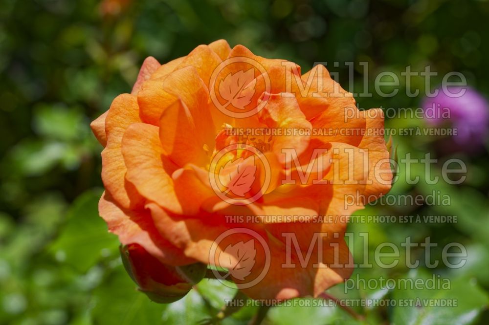 Rosa Bentheimer Gold (Floribunda Rose) 1