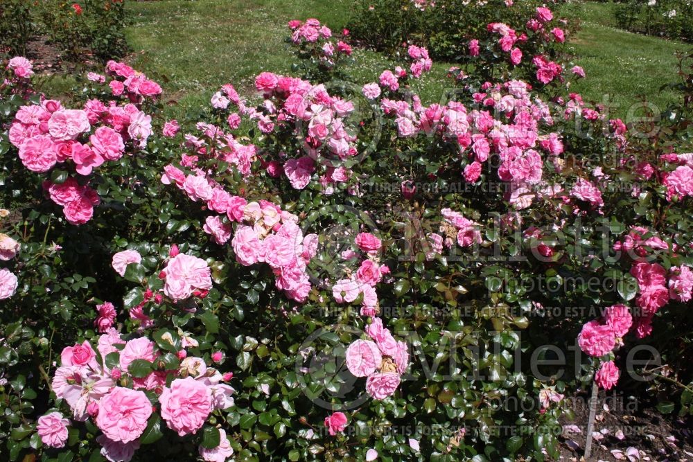 Rosa Berleburg (Floribunda Rose) 2 
