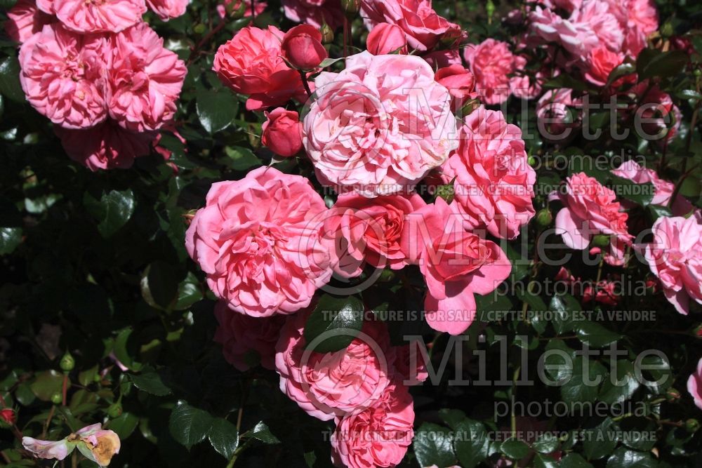 Rosa Berleburg (Floribunda Rose) 3 