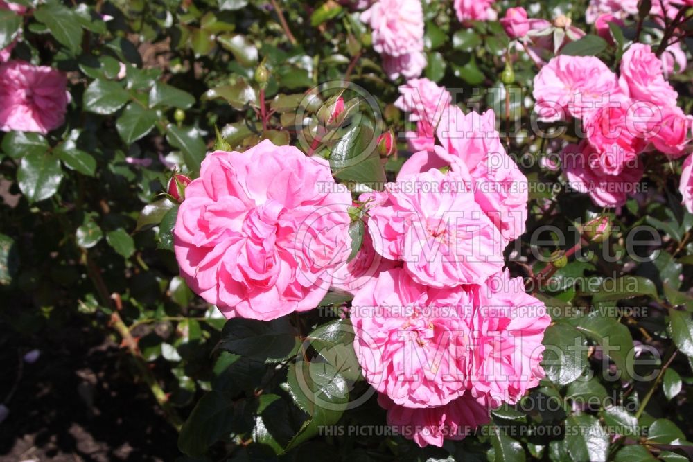 Rosa Berleburg (Floribunda Rose) 1 