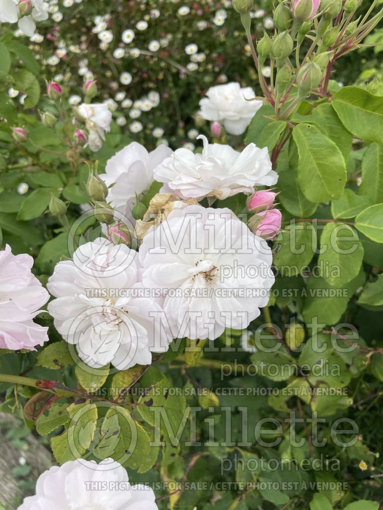 Rosa Blush Noisette (Shrub Rose) 6