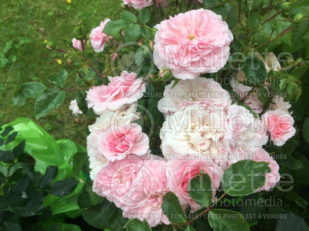 Rosa Bonica (shrub Rose) 5