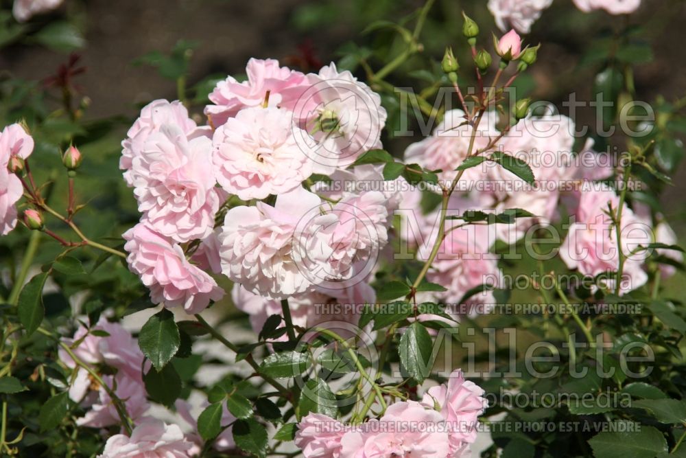 Rosa Bonica (shrub Rose) 6