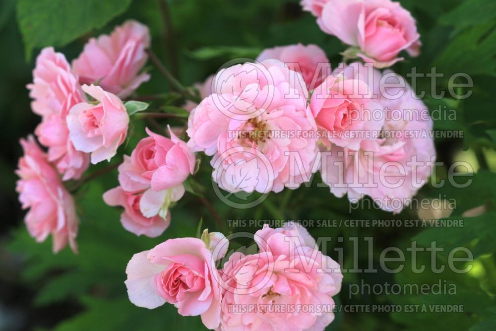 Rosa Bonica (shrub Rose) 7