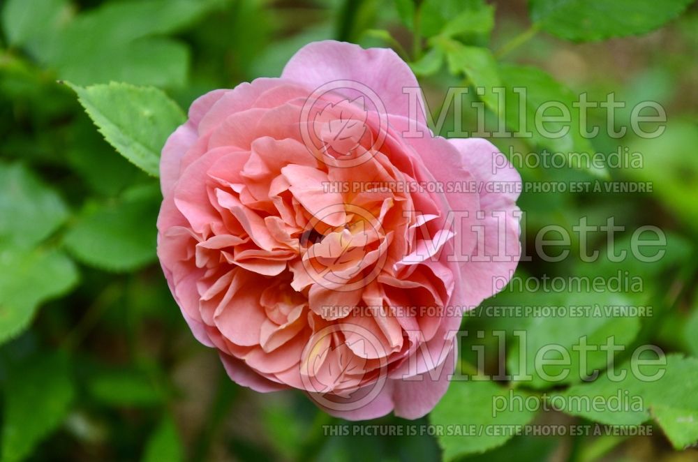 Rosa Boscobel aka Auscousin (Shrub Rose) 2 