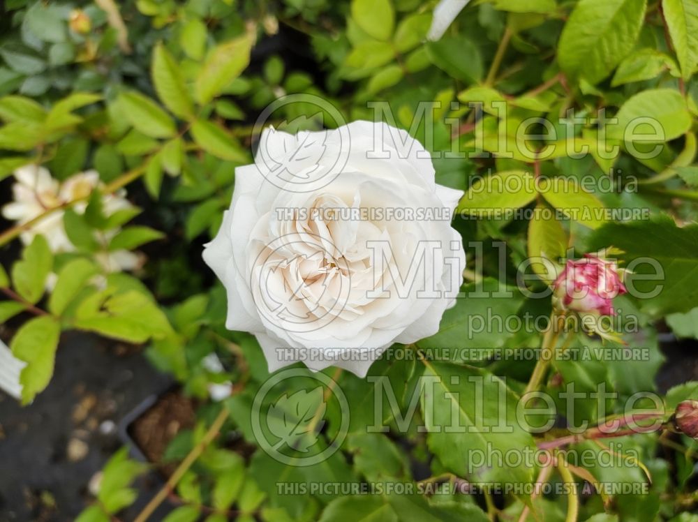 Rosa Boule de Neige (Shrub rose) 1