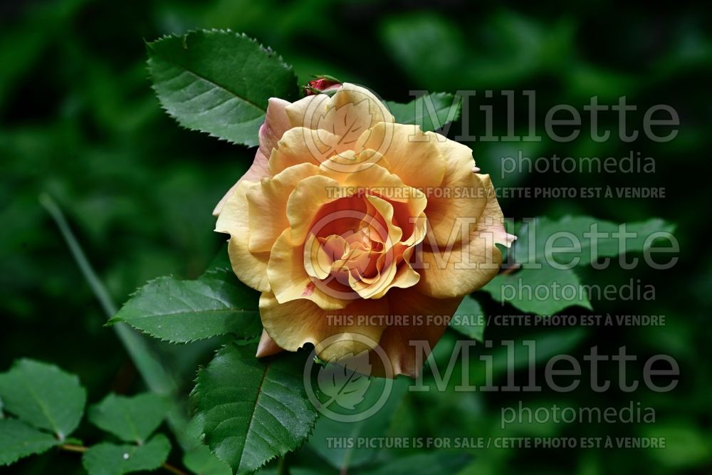 Rosa Caramella Fairy Tale (Shrub Rose) 1