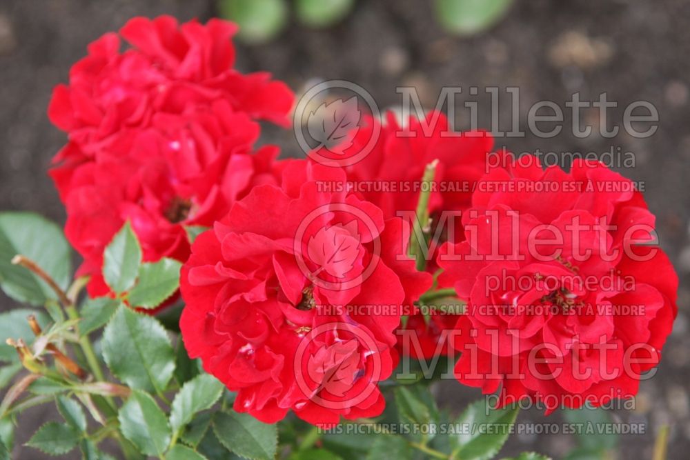 Rosa Carl Philip (floribunda Rose) 3