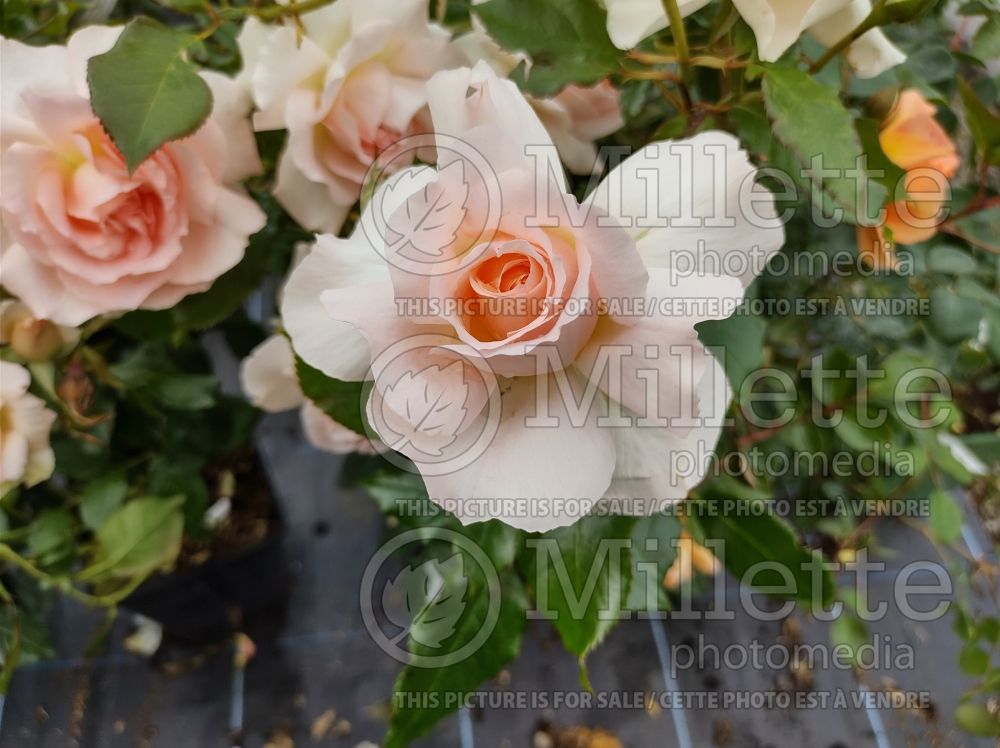 Rosa Chandos Beauty (Shrub Rose) 1