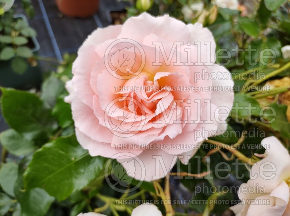 Rosa Chandos Beauty (Shrub Rose) 2