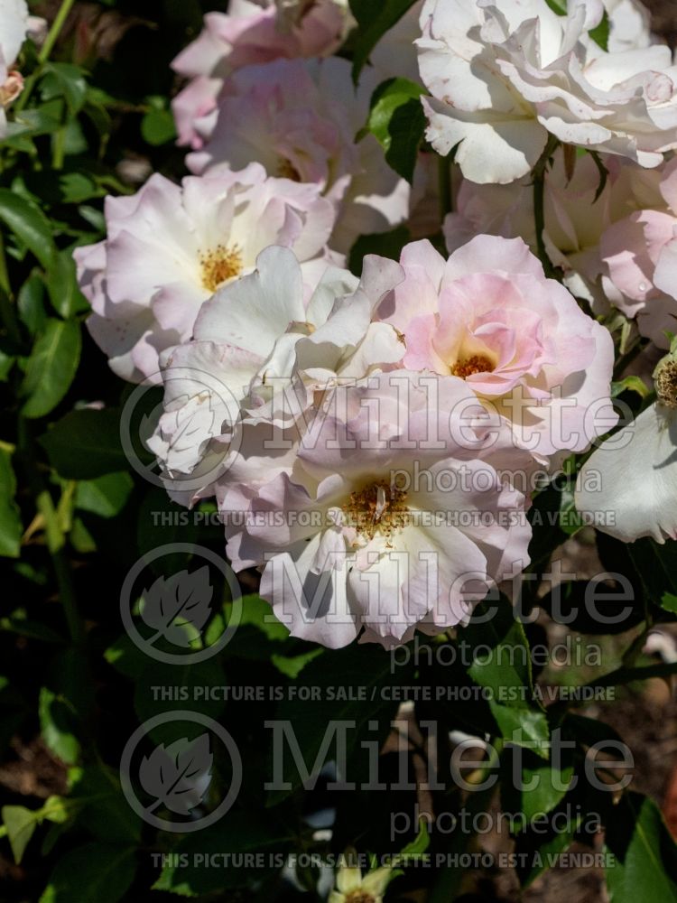 Rosa Charles Aznavour (floribunda Rose) 2