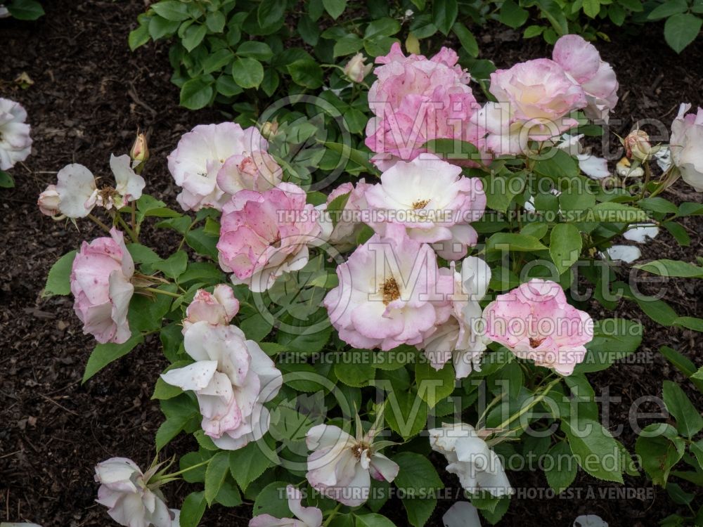 Rosa Charles Aznavour (floribunda Rose) 1 