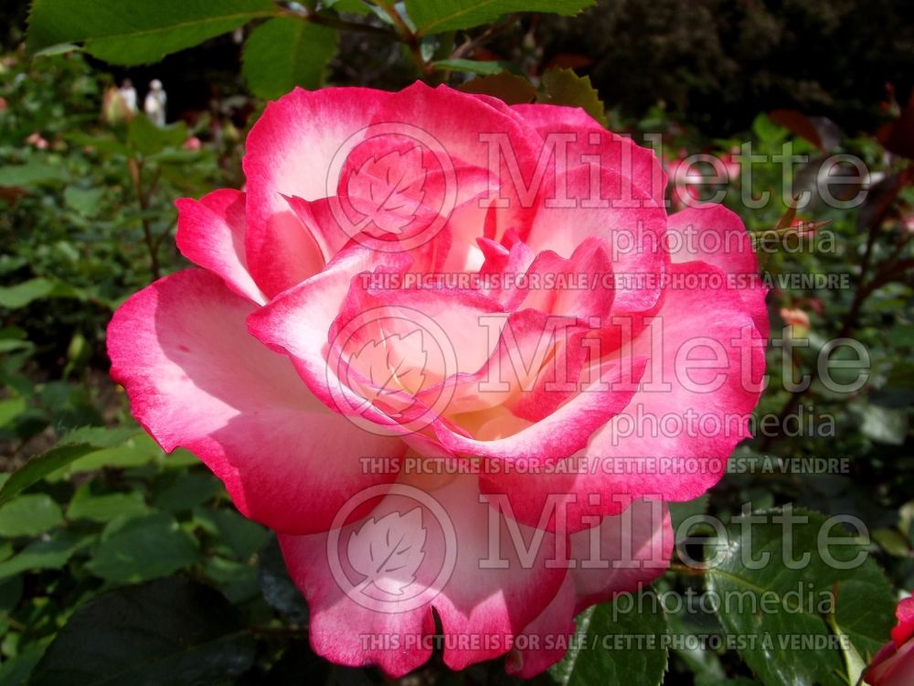 Rosa Cherry Parfait (Grandiflora Rose) 9 