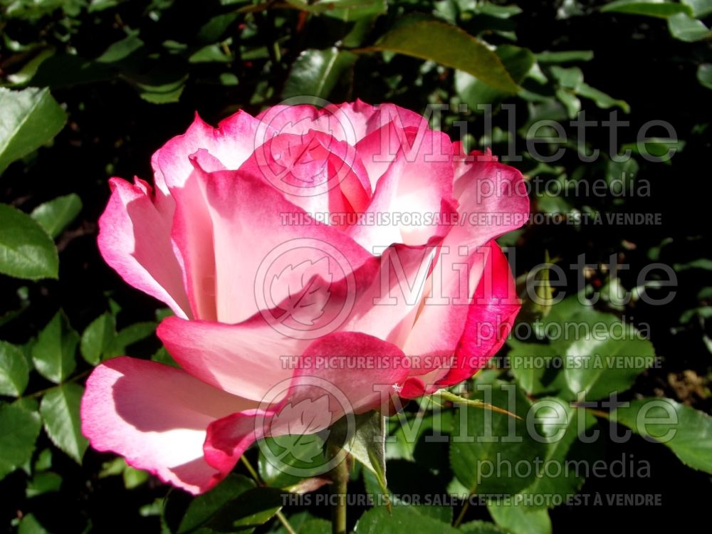 Rosa Cherry Parfait (Grandiflora Rose) 10 