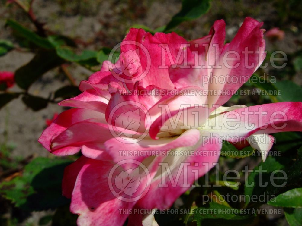 Rosa Cherry Parfait (Grandiflora Rose) 11 
