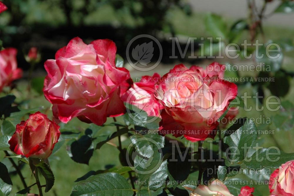 Rosa Cherry Parfait (Grandiflora Rose) 12 