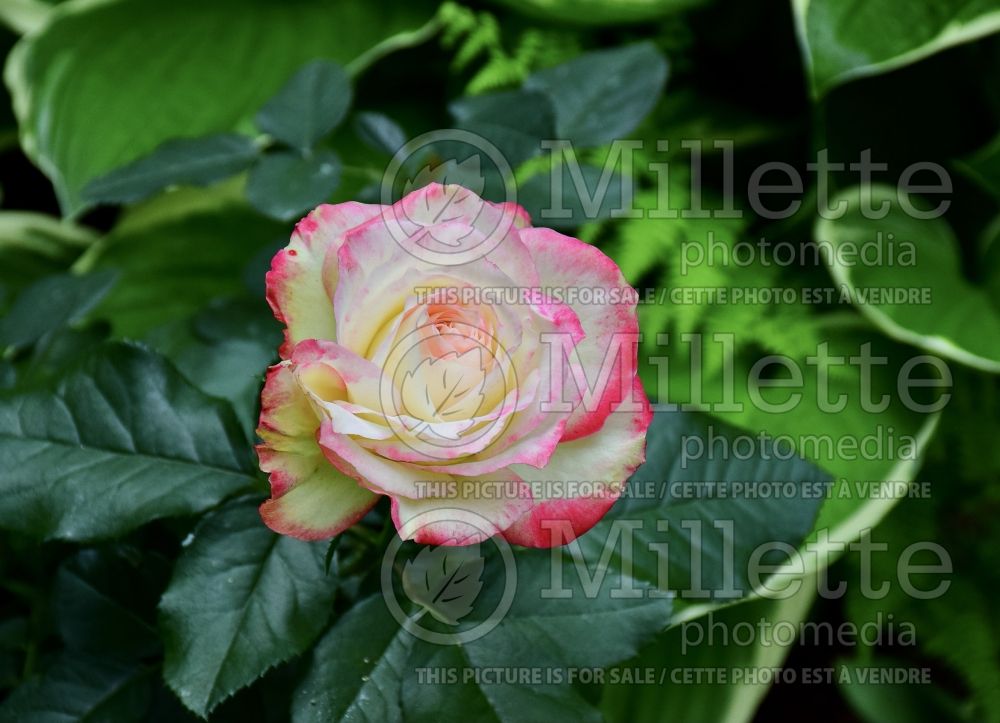 Rosa Cherry Parfait (Grandiflora Rose) 14 
