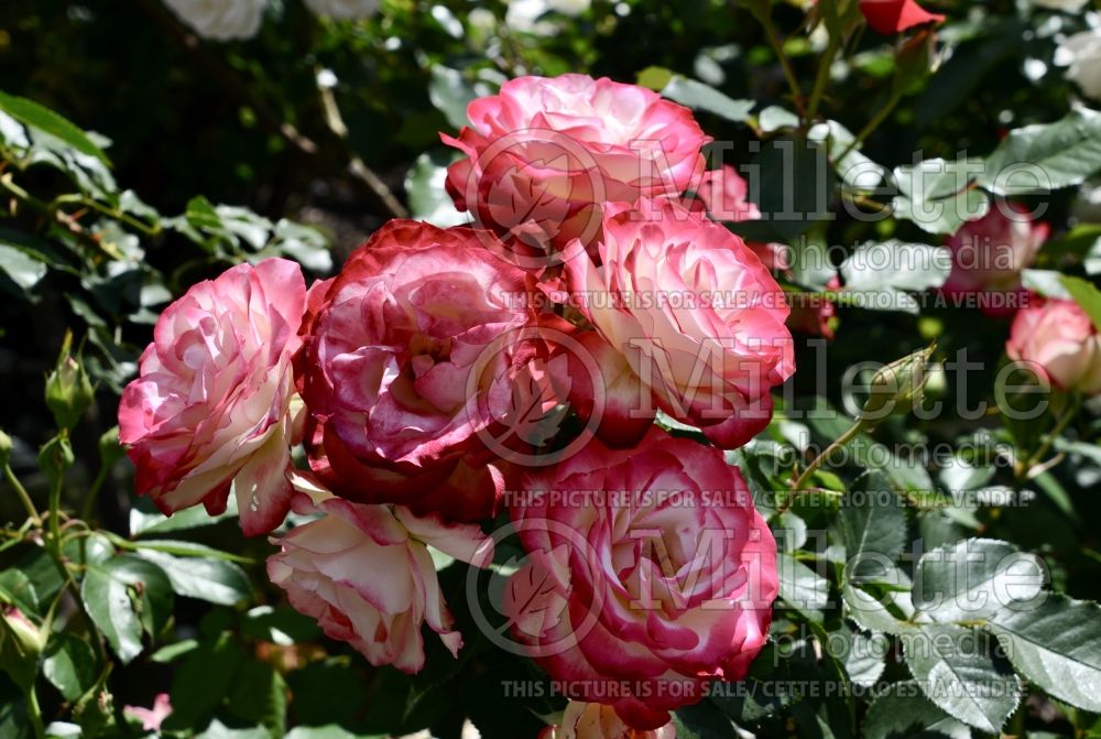 Rosa Cherry Parfait (Grandiflora Rose) 15 