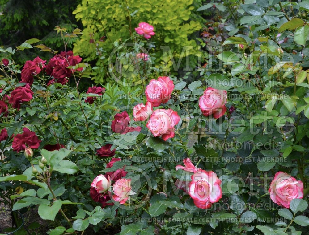 Rosa Cherry Parfait (Grandiflora Rose) 16 