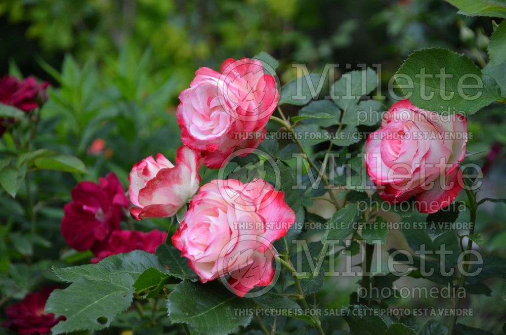 Rosa Cherry Parfait (Grandiflora Rose) 17 