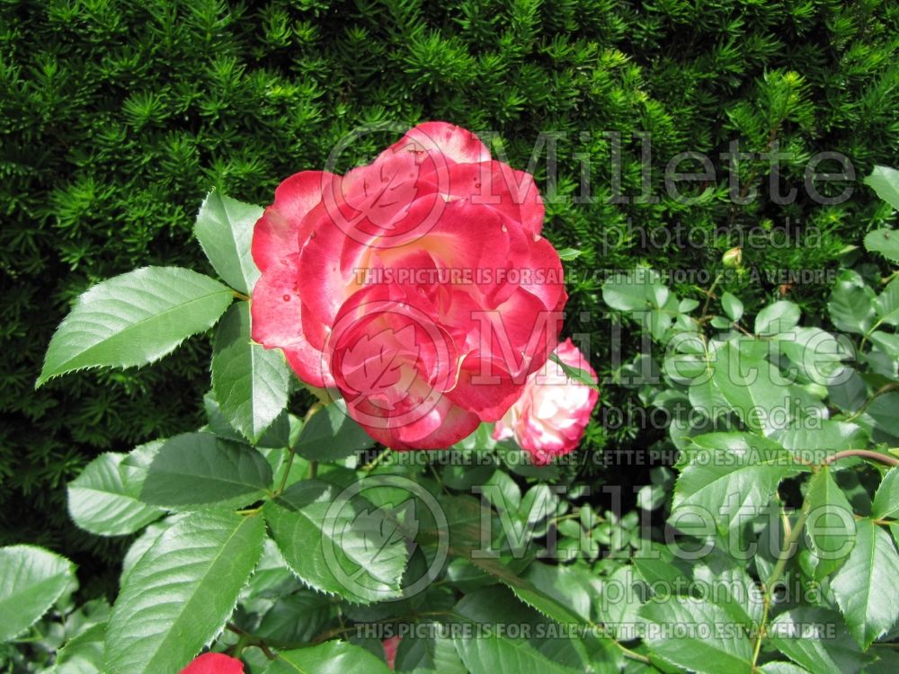 Rosa Cherry Parfait (Grandiflora Rose) 7 