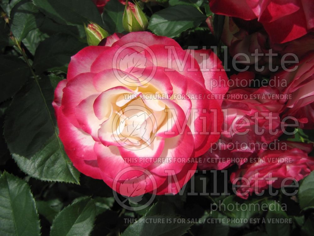 Rosa Cherry Parfait (Grandiflora Rose) 8 