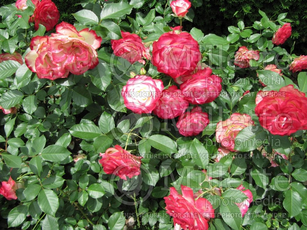 Rosa Cherry Parfait (Grandiflora Rose) 6 