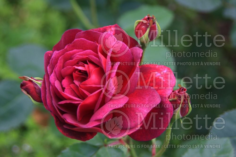 Rosa Chianti (Shrub Rose) 2 
