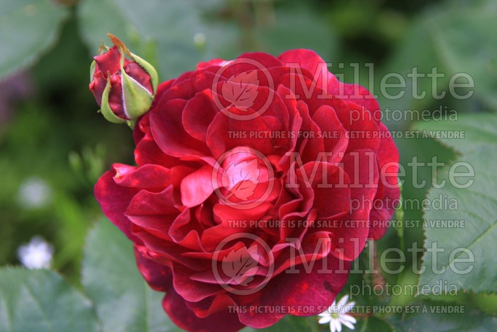 Rosa Chianti (Shrub Rose) 1 