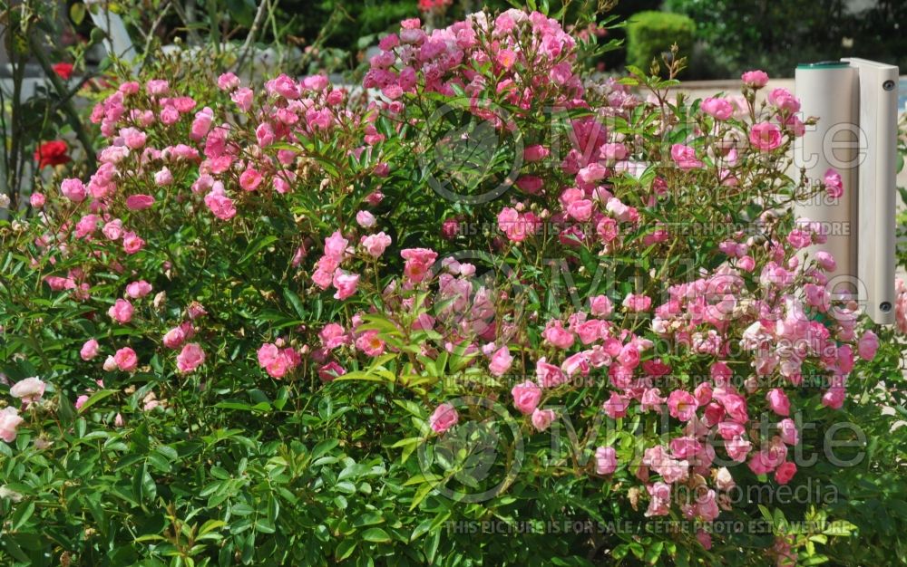 Rosa China Doll (Polyantha rose) 7