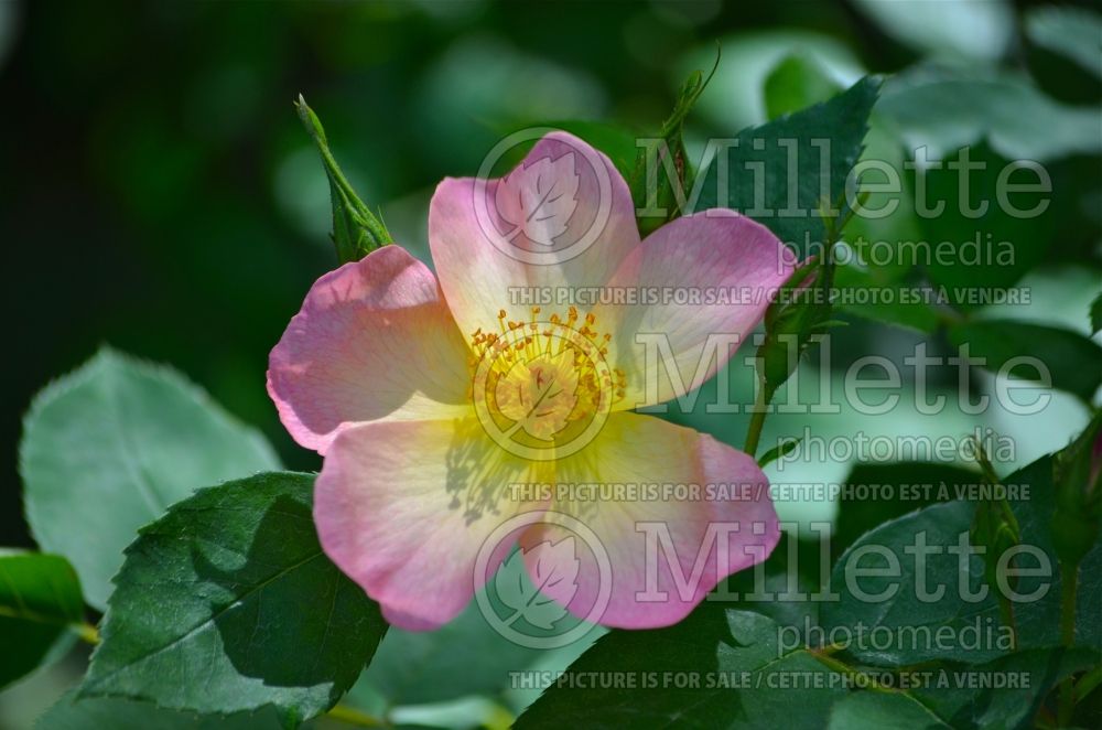 Rosa Mutabilis (Shrub Rose) 6 