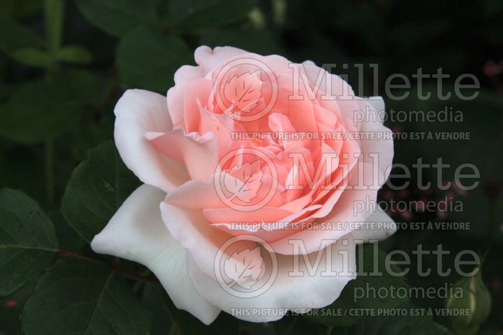 Rosa Clair Renaissance (Shrub rose) 4