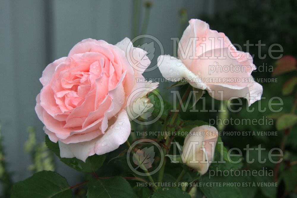 Rosa Clair Renaissance (Shrub rose) 5