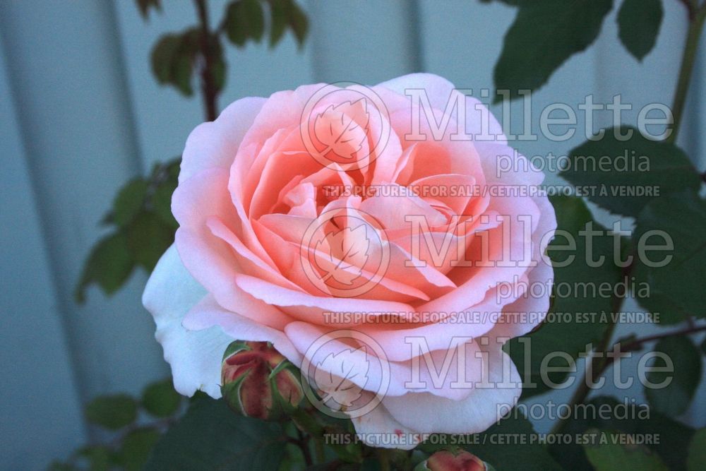 Rosa Clair Renaissance (Shrub rose) 3