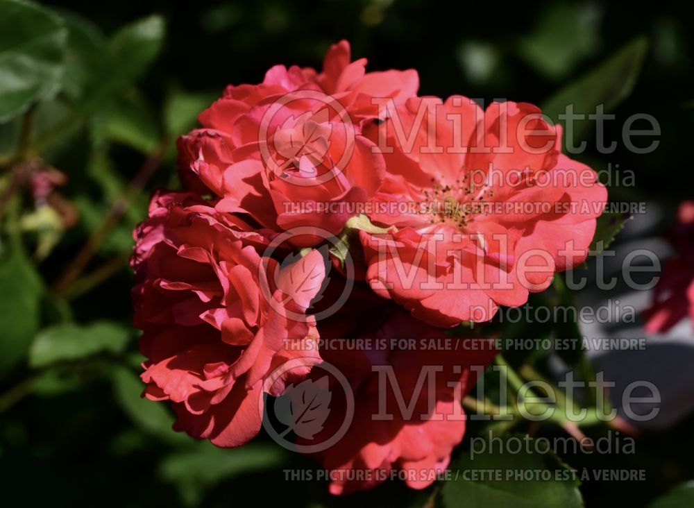 Rosa Coral Drift aka Meidrifora (Groundcover Rose) 4 