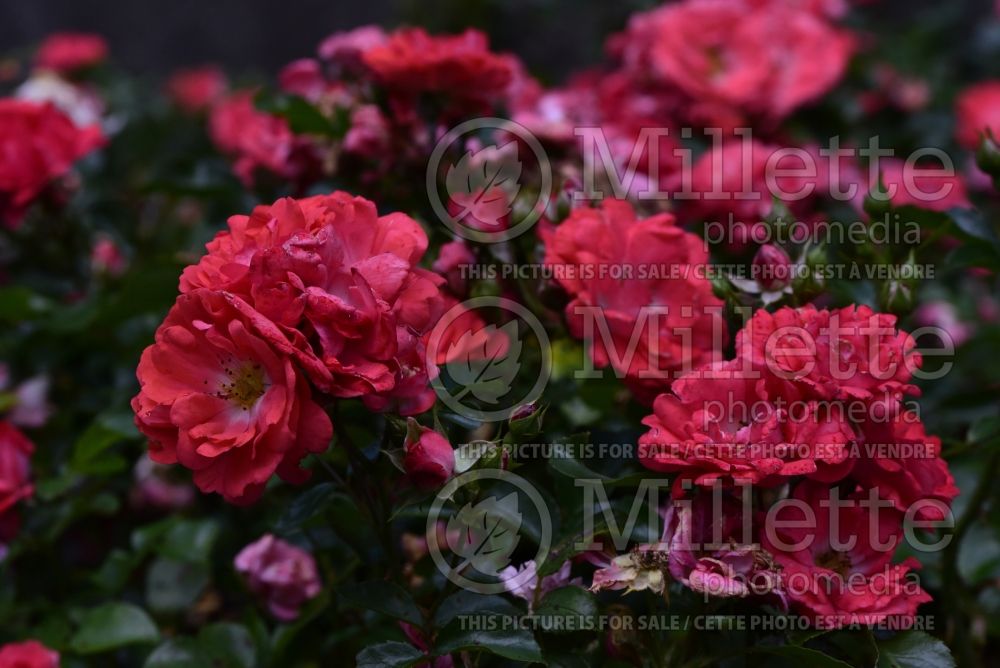 Rosa Coral Drift aka Meidrifora (Groundcover Rose) 5 