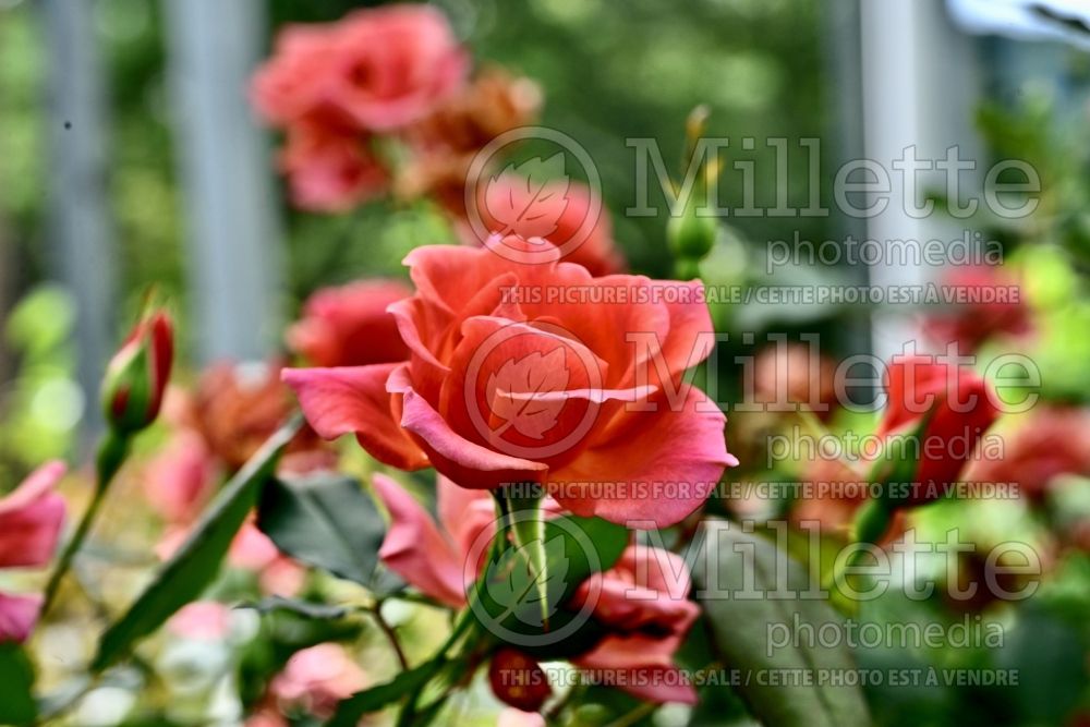 Rosa Coral Knock Out (Shrub Rose) 2 