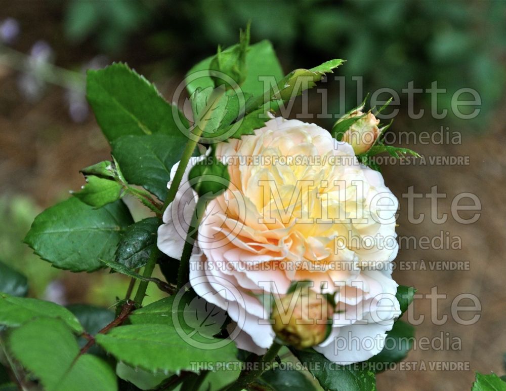 Rosa Crocus Rose (Shrub Rose) 1 