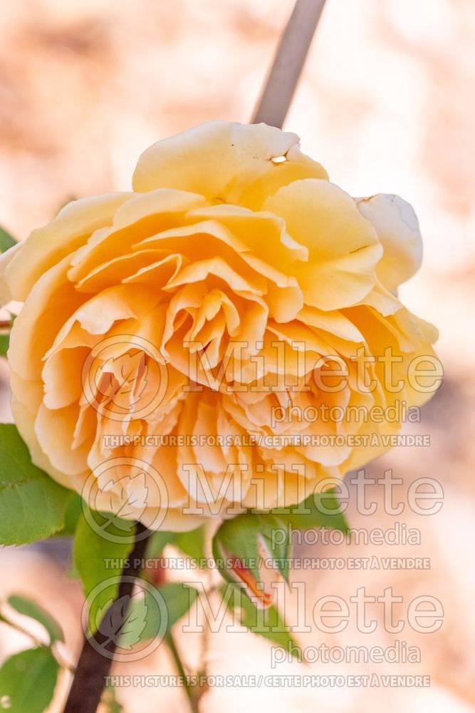 Rosa Crown Princess Margareta (Climbing rose) 4 