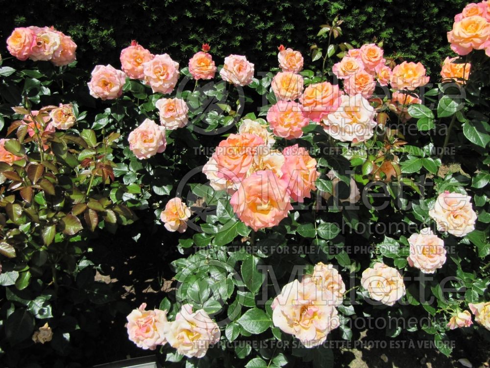 Rosa Day Breaker (floribunda Rose) 5 