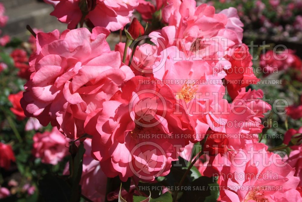 Rosa Dolly (floribunda Rose) 3 
