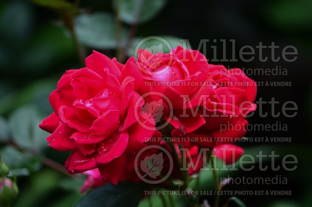 Rosa Double Knockout Red (Shrub Rose) 3
